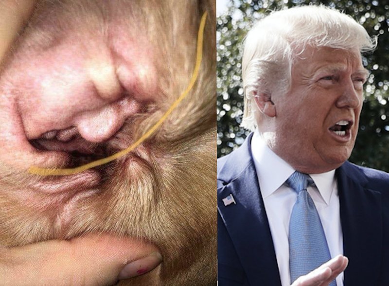 Donald Trump Donald Trump